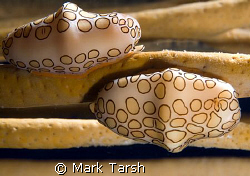 Flamingo Tongues, Nikon D80 with 60mm. by Mark Tarsh 